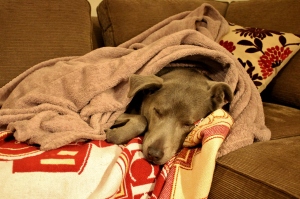 bring your furry friends inside tonight. not only will they be safe, but you will also experience peak snuggling.  